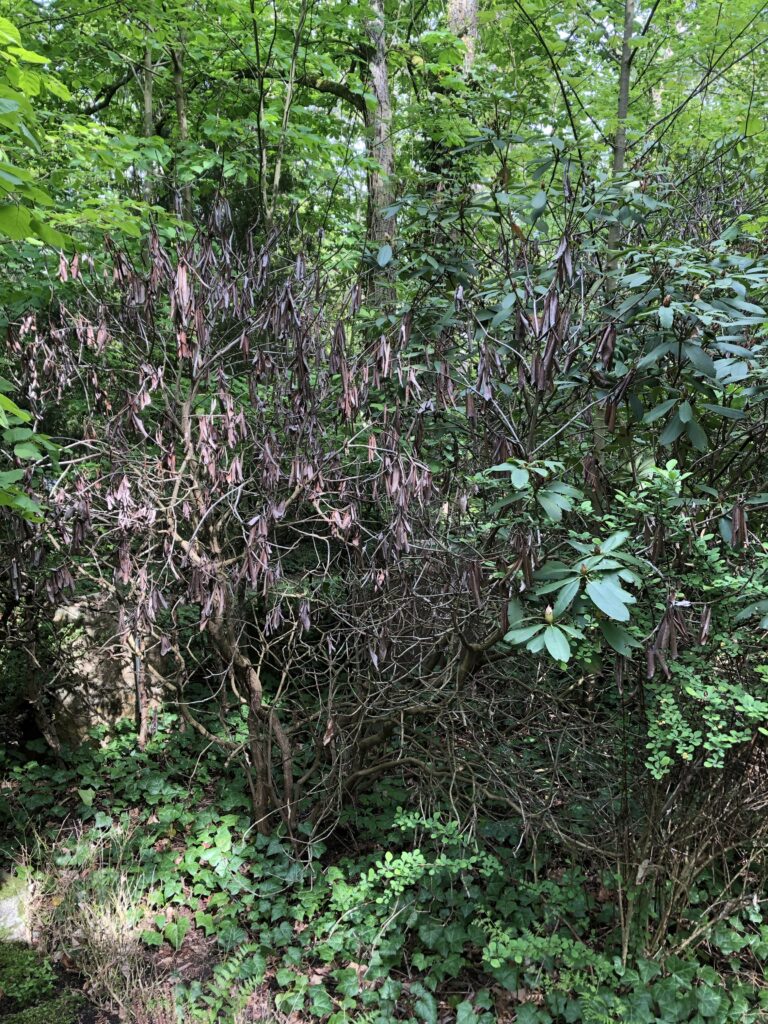 Wunderwelt Friedhof Grunewald-Forst – Bild 30