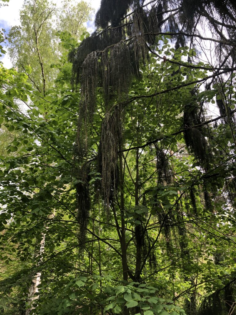 Wunderwelt Friedhof Grunewald-Forst – Bild 33