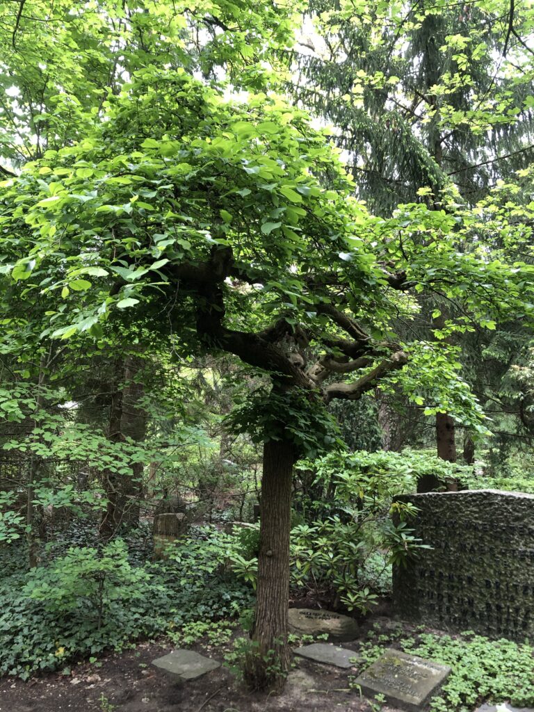 Wunderwelt Friedhof Grunewald-Forst – Bild 43