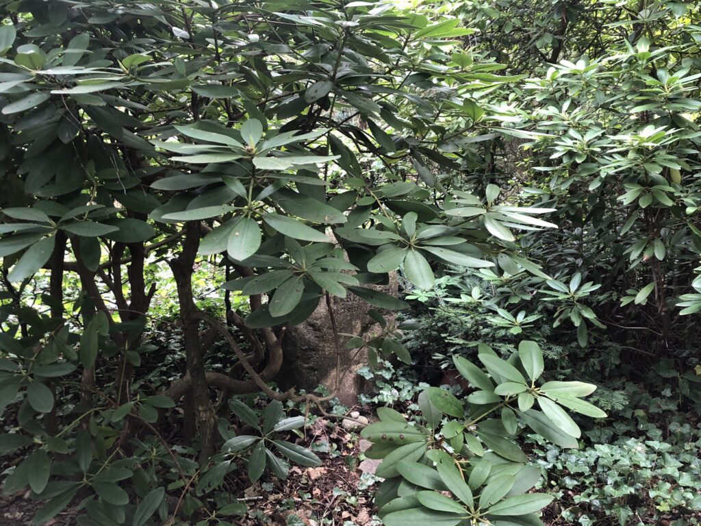 Wunderwelt Friedhof Grunewald-Forst – Bild 34