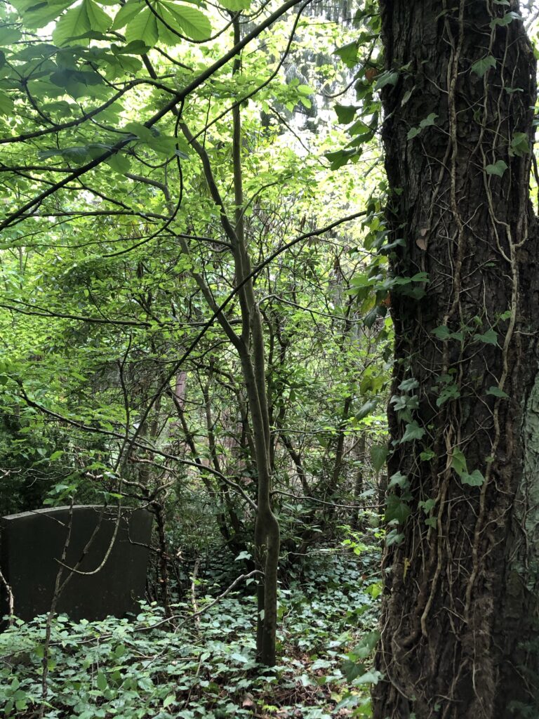 Wunderwelt Friedhof Grunewald-Forst – Bild 38