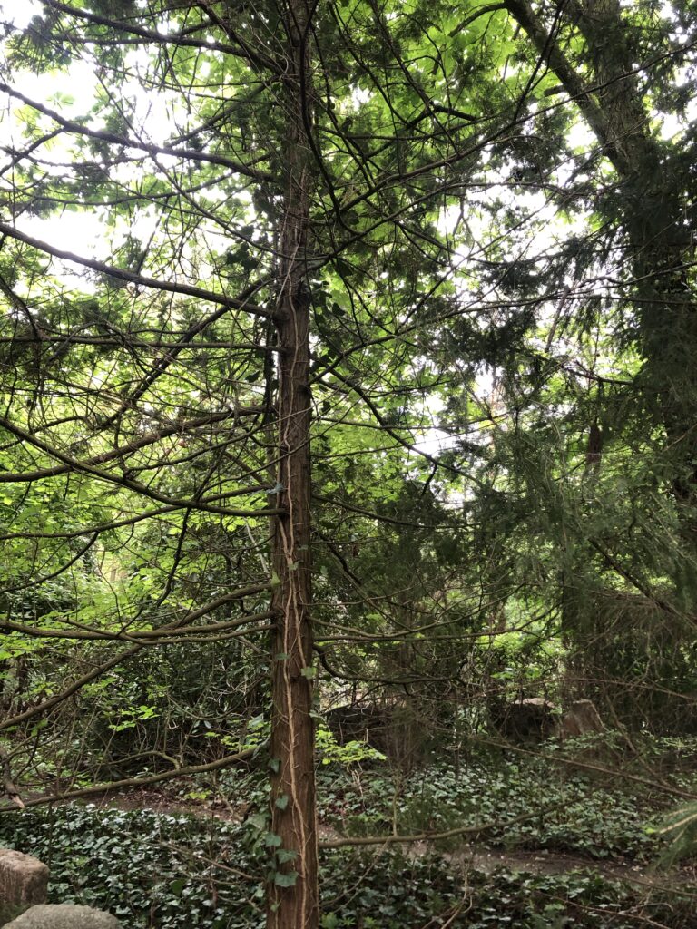Wunderwelt Friedhof Grunewald-Forst – Bild 40