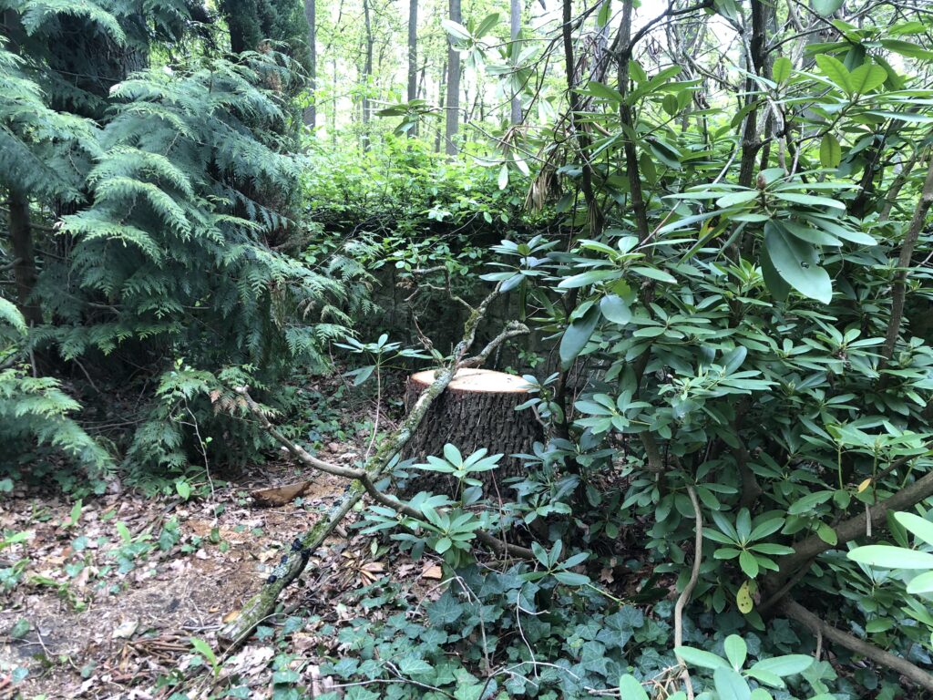 Wunderwelt Friedhof Grunewald-Forst – Bild 49