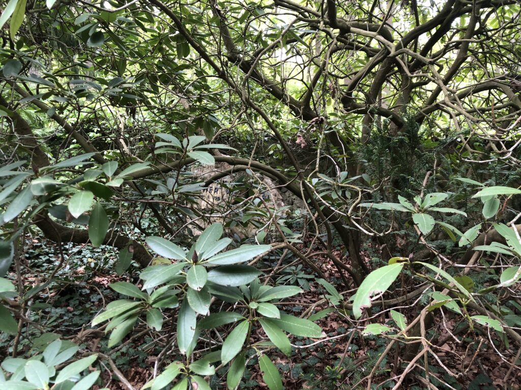 Wunderwelt Friedhof Grunewald-Forst – Bild 48