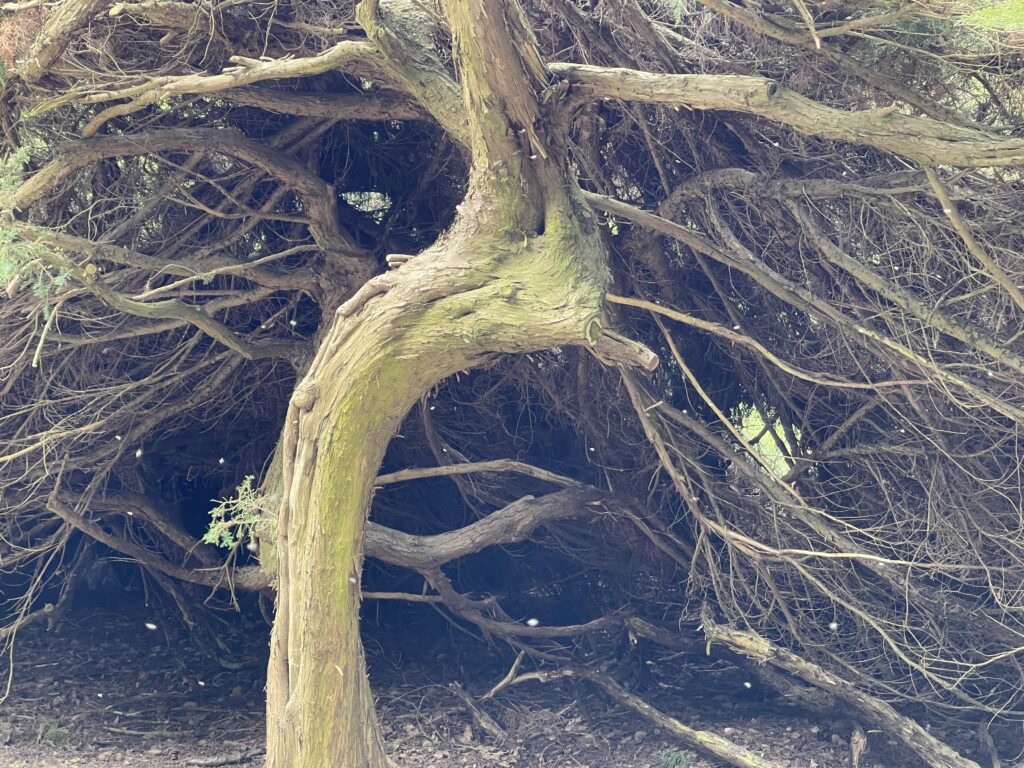 Wunderwelt Heidefriedhof – Bild 14