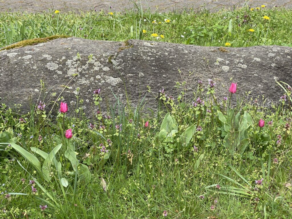 Wunderwelt Heidefriedhof – Bild 23