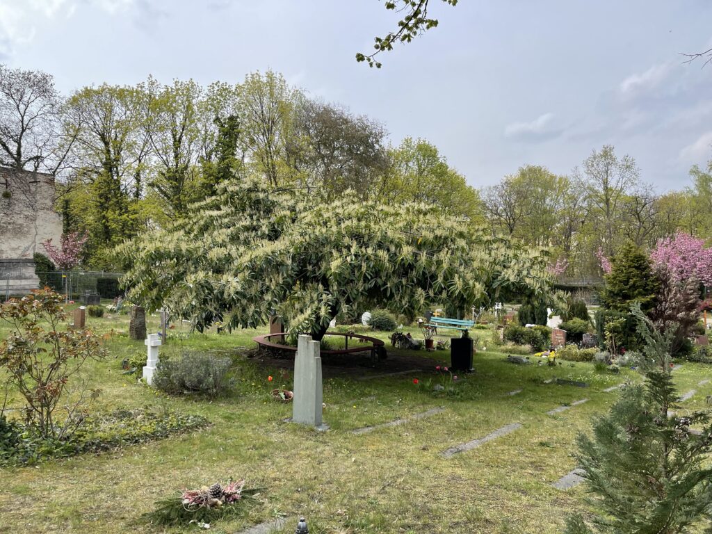 Wunderwelt Sankt Matthäus Kirchhof – Bild 17