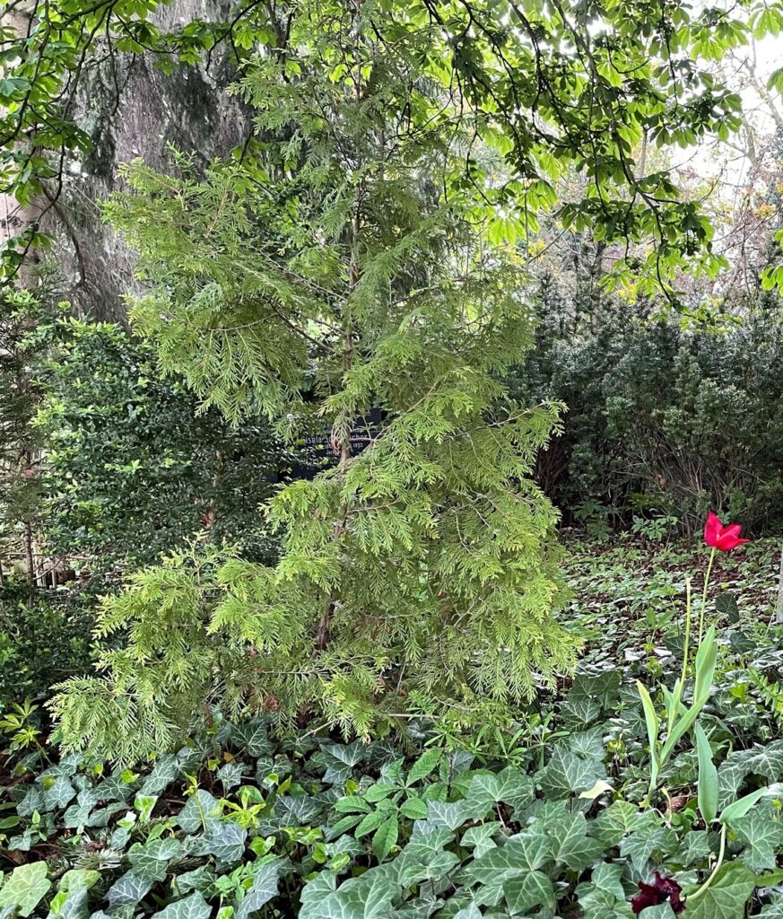 Wunderwelt Alter Friedhof St. Jacobi – Bild 29