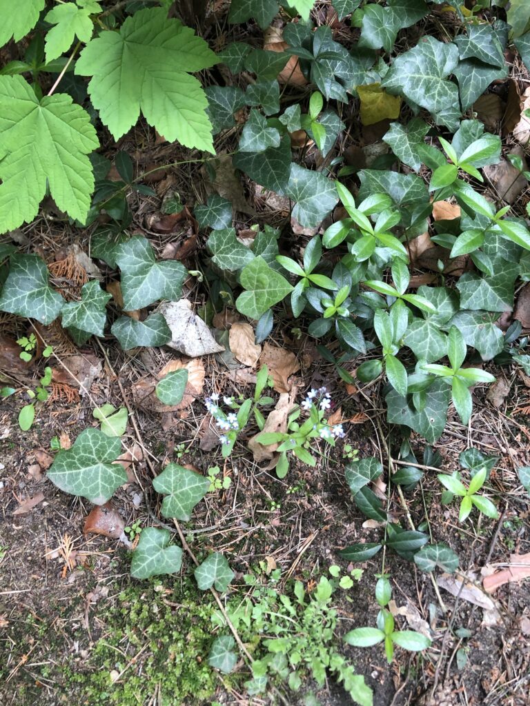 Wunderwelt Friedhof Grunewald-Forst – Bild 13