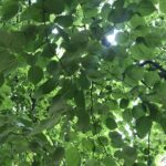 Wunderwelt Friedhöfe an der Liesenstraße – Bild 11