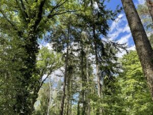 Wunderwelt Waldfriedhof Heerstraße – Bild 34