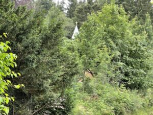 Wunderwelt Friedhof Hahnenklee-Bockwiese im Oberharz – Bild 24