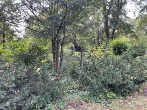 Wunderwelt Friedhof Buschkrugallee – Bild 40