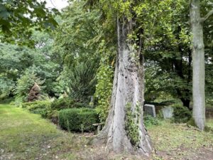 Wunderwelt St. Petri-Kirchhof – Bild 13