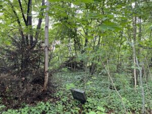 Wunderwelt St. Petri-Kirchhof – Bild 23
